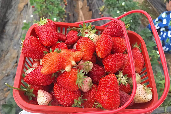 La Fun Day di Qingdao Star Machine ai Fields Strawberry
